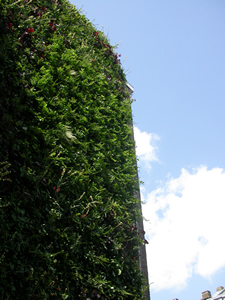 Vertical garden